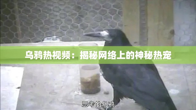 乌鸦热视频：揭秘网络上的神秘热宠