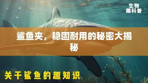 鲨鱼夹，稳固耐用的秘密大揭秘
