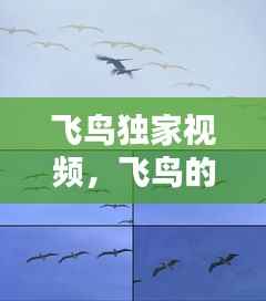 飞鸟独家视频，飞鸟的视频 