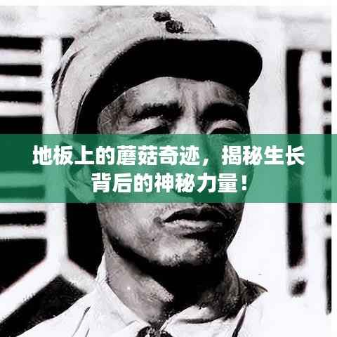 地板上的蘑菇奇迹,揭秘生长背后的神秘力量!