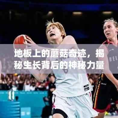 地板上的蘑菇奇迹，揭秘生长背后的神秘力量！