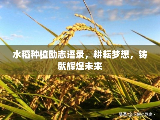 笨鸟先飞 第4页