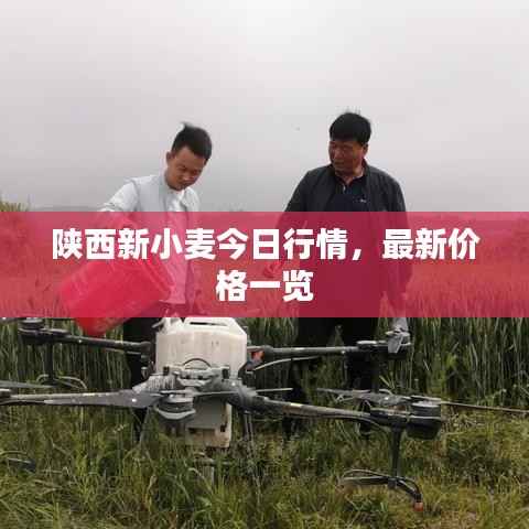 陕西新小麦今日行情，最新价格一览
