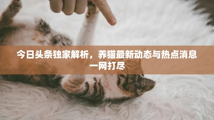 今日头条独家解析，养猫最新动态与热点消息一网打尽