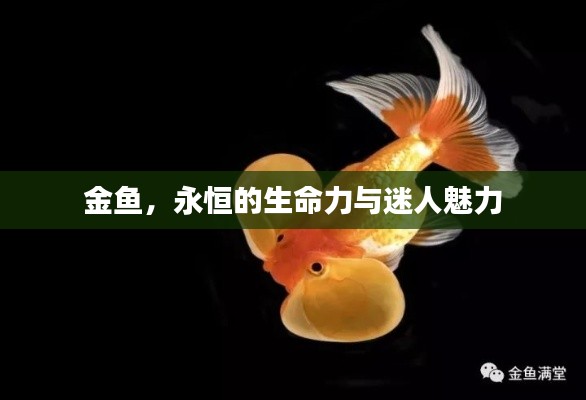 金鱼，永恒的生命力与迷人魅力