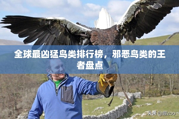 全球最凶猛鸟类排行榜，邪恶鸟类的王者盘点