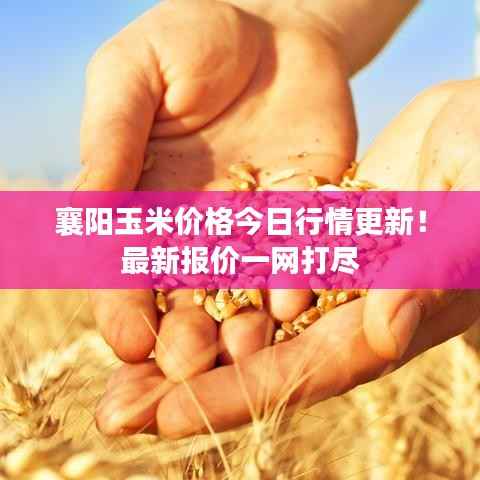 襄阳玉米价格今日行情更新！最新报价一网打尽