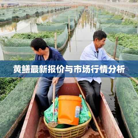 黄鳝最新报价与市场行情分析