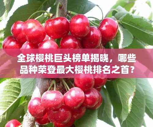全球樱桃巨头榜单揭晓，哪些品种荣登最大樱桃排名之首？